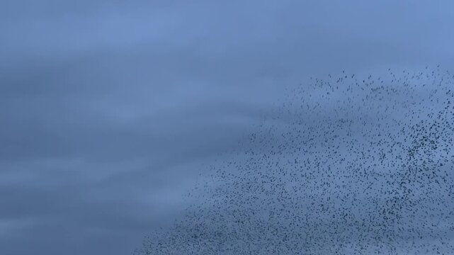 Large flock of birds flying slow motion as starlings in winter murmuration fly in thousands UK 4K