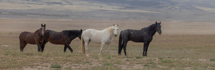 Obraz premium Wild Horses in Springtime in the Utah Desert