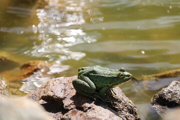 Obraz premium Grenouille