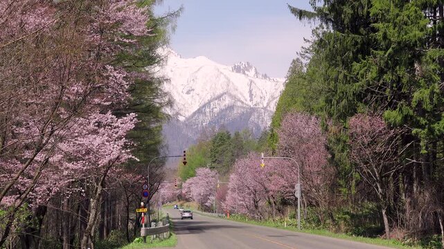 東大演習林樹木園の桜と夕張山地