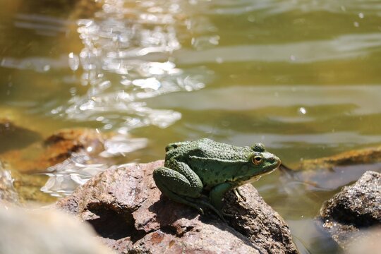 Grenouille