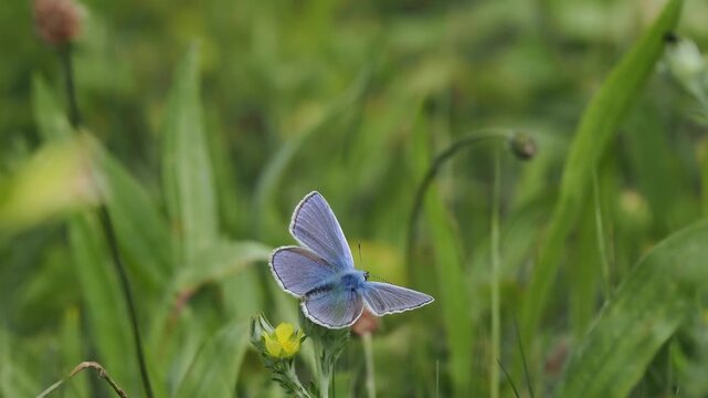 Hauhechel-Bl&auml;uling (Polyommatus icarus)