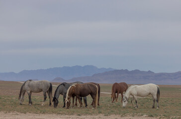 Fototapeta premium Wild Horses in Springtime in the Utah Desert