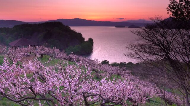 壮瞥公園の梅林の夕景