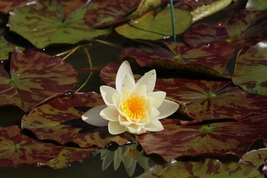 N&eacute;nuphar