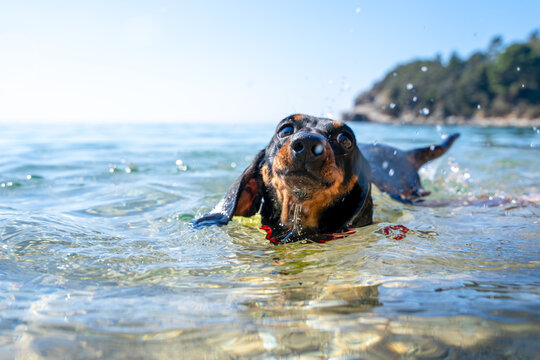 A black dachshund dog swims through clear blue sea water with splashes around it near a rocky coastline on a bright sunny summer day