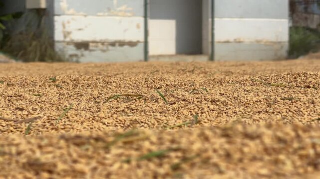 A motorcycle pulls rakes through harvested rice near farm buildings, assisting the drying process during agricultural work outdoors. Agricultural work
