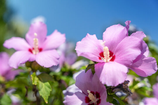 Two vibrant pink hibiscus flower blooming on a bush against a bright blue sky, tropical summer floral concept