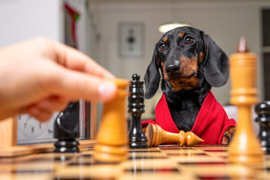 A black dachshund dog in a red robe sits at a chess board while a human hand moves a wooden piece during a fun strategy match at home