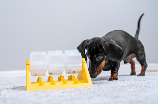 Black and tan dachshund dog exploring a yellow slow feeder puzzle toy indoors, mental enrichment and pet intelligence concept.