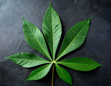 natural textures of green cassava leaves on dark stone background