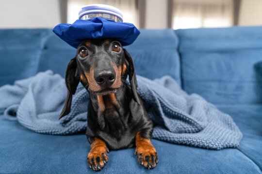 Black and tan dachshund dog wearing a blue ice pack on its head wrapped in a grey blanket on a blue sofa, sick pet humor