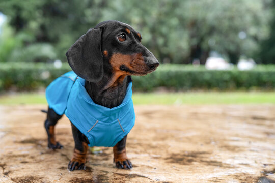 Black and brown dachshund dog in a blue raincoat standing on a wet muddy path in rainy weather, autumn outdoor adventure.