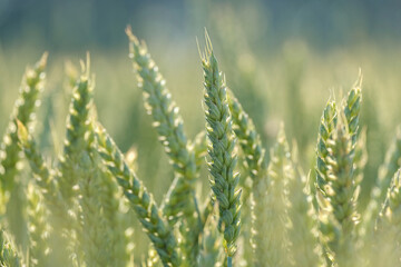 Fototapeta premium Bright sunlit green wheat ear close up for eco friendly farming or financial growth concept macro shot