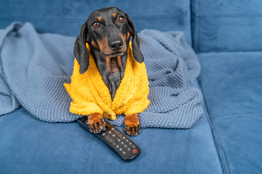 Black and brown dachshund dog in a yellow bathrobe holding a TV remote on a blue sofa, lazy day watching TV humor concept.
