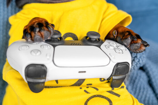 Close-up of dachshund dog paw and front leg in yellow outfit holding a white game controller on blue sofa, funny gamer detail