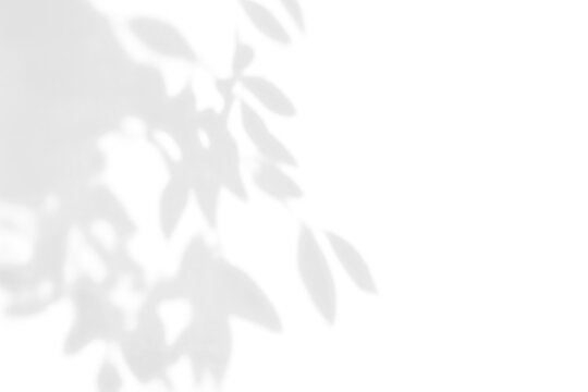 shadow overlay effect of natural tree leaves shadow and window shadow over on white wall,abstract summer sunlight shadow on transparent background,branch shadow,flora shadow,leaf shadow