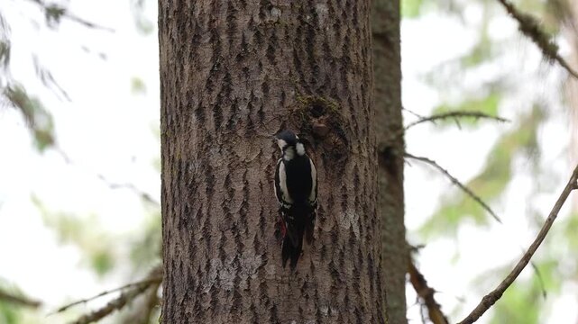Great spotted woodpecker feeds hatched chicks in aspen tree hollow, parent bird feeding young brood, Dendrocopos major bringing insects larvae and grubs to tree cavity, ornithology and birdwatching.