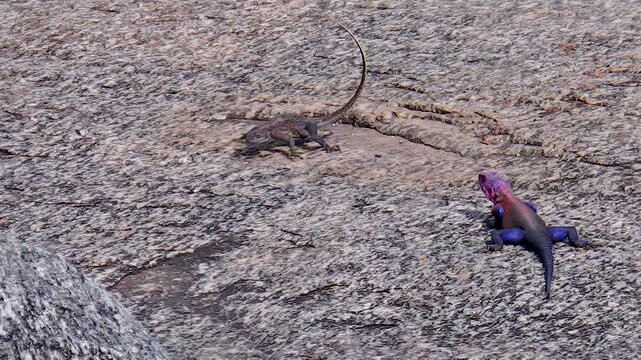 The blue and red Agama male mating the brown female. On Kopjes rocks of the Serengeti in Africa.