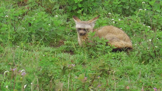 Red bat-eared fox of Otocyon megalotis species, resting on the grass in the Serengeti National Park, Tanzania, Africa.