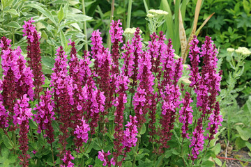 Obraz premium Closeup of a bed of Balkan Clary plants, Nottinghamshire England 