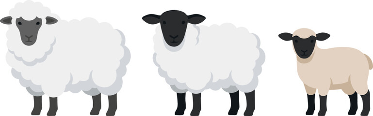 Suffolk Sheep and Fluffy Lamb Livestock Vector Character Set Featuring White Wool Breeds and Black Face Farm Animals Isolated on White Background © monoara