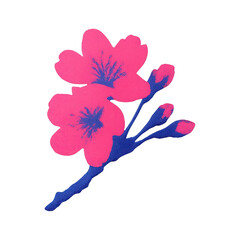 Fototapeta premium PNG Vibrant cherry blossom illustration