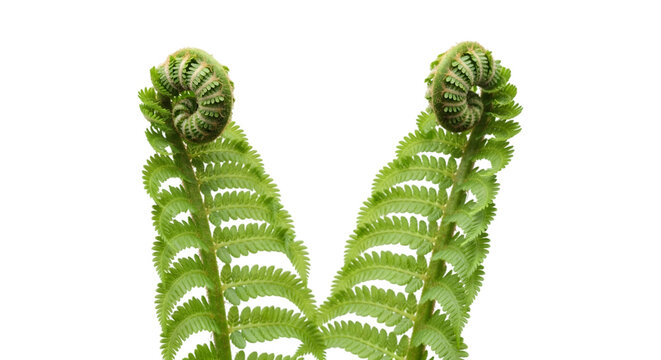 Fresh ostrich ferns with curled fiddleheads on black background