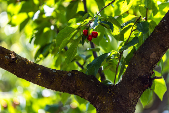 Reife rote Kirschen h&auml;ngen an einem Kirschbaum.