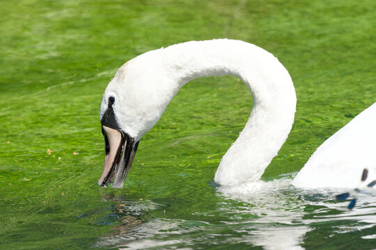 junger Schwan deutlich sichtbaren stachelf&ouml;rmigen Hornpapillen