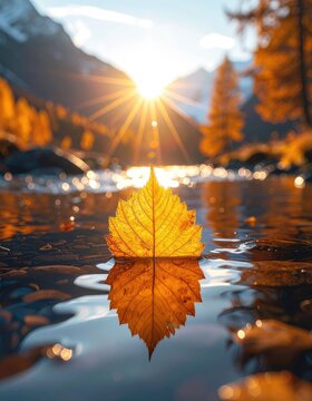 A lone golden leaf floats on still water, reflecting the warm sunbeams of autumn.