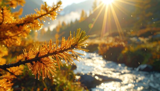 Golden sunbeams illuminate a dew-kissed pine branch overlooking a sparkling stream in autumn.