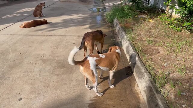 Group of stray dogs roaming on a concrete pathway in the daytime with outdoors