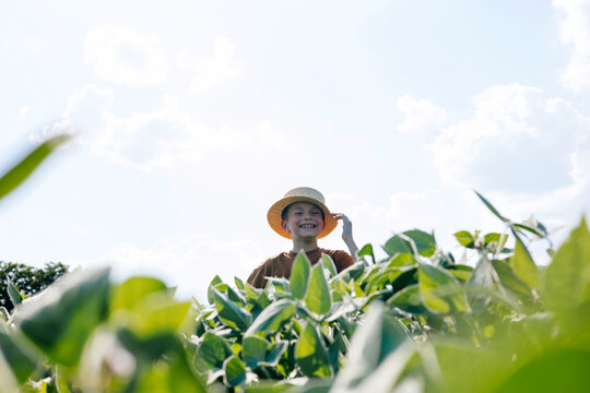 A school-age boy in a field with green soy. Country landscapes, agro field. Growing sunflowers on an industrial scale, farming. Portrait of a child
