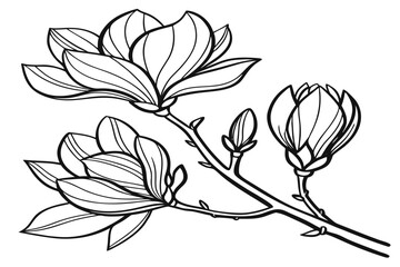 coloring page line art the tulip magnolia flower black vector © ofel