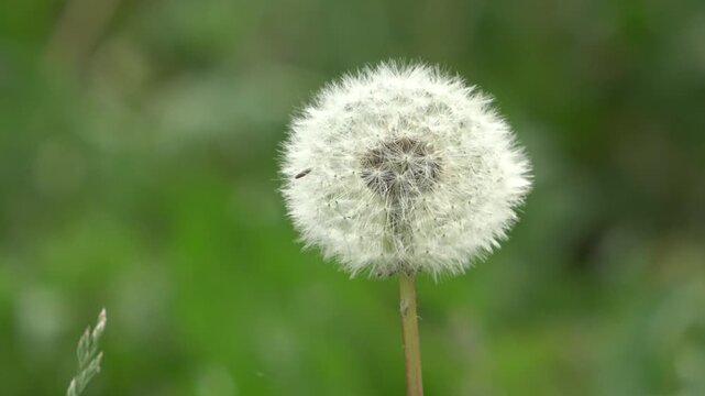 close up of a dandelion clock seed head with green background