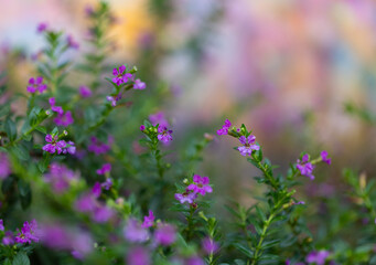 Obraz premium flowers in the garden and flurry.