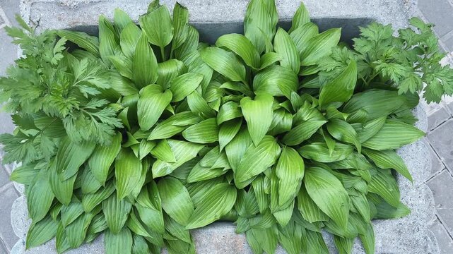 Green hosta leaves in concrete street flowerpot at windy day