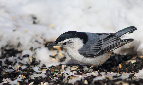 White-breasted nuthatch foraging among sunflower seeds on snowy ground