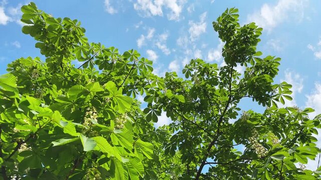 Blooming horse-chestnut branches with flower inflorescences against the sky