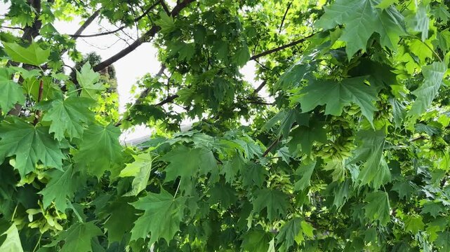 Maple branches with unripe winged seeds in overcast windy day