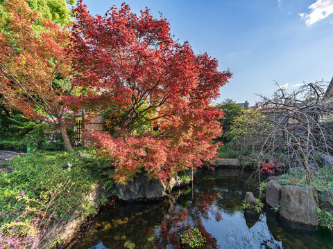 日本德川園1