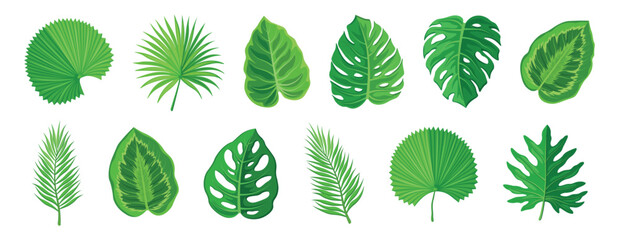 Set of green tropical leaves in cartoon style. Vector illustration of various types of exotic leaves: fan palms, feather palms, monstera, calathea, philodendron isolated on white background. © MVshop