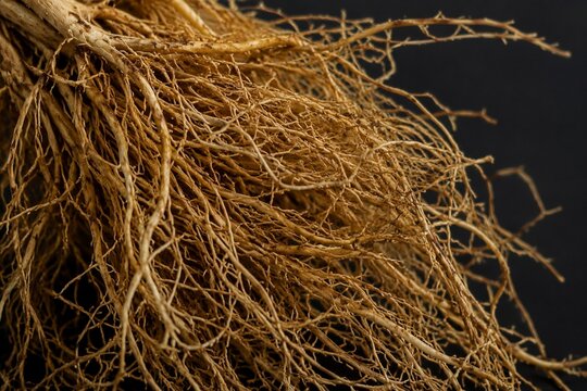A dense cluster of vetiver grass roots, intricate and detailed on a dark background.