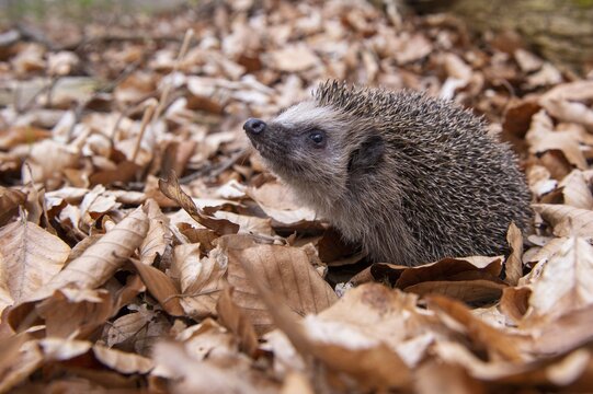 Hedgehog (Erinaceidae) on the forest floor looking for winter quarters, Cloppenburg, Lower Saxony, Germany