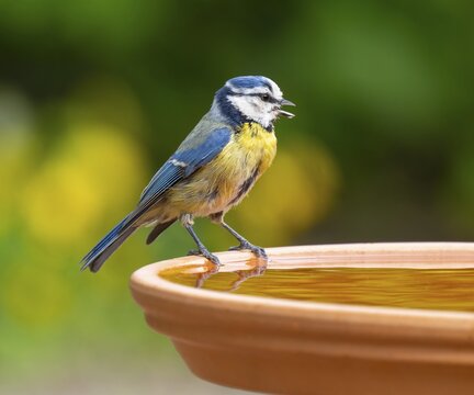 Blue tit (Cyanistes caeruleus) adult bird standing on a bird bath, Lower Saxony, Germany