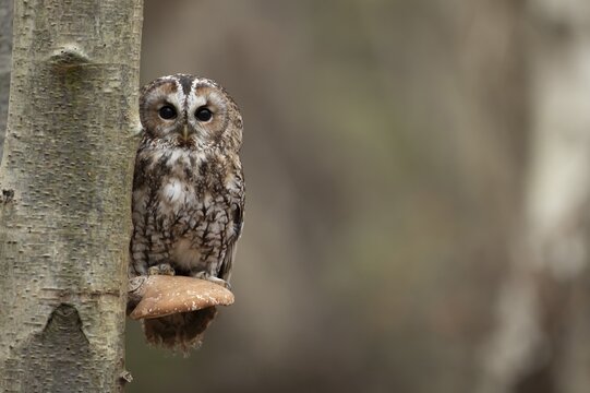 Tawny owl (Strix aluco) adult bird on a Bracket fungi on a Silver birch tree in a woodland in autumn, England, United Kingdom