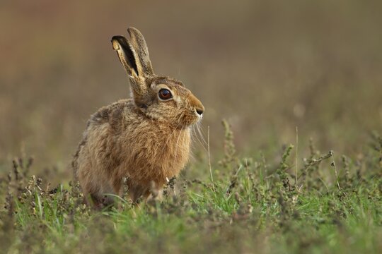 European brown hare (Lepus europaeus) adult animal in grassland in summer, England, United Kingdom