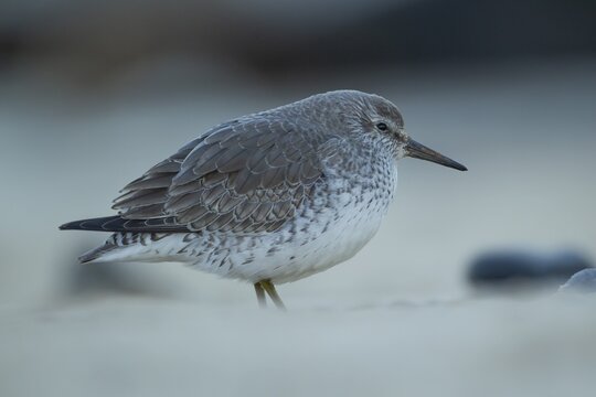 Red knot (Calidris canutus) adult wading bird in winter plumage on a coast shoreline, England, United Kingdom