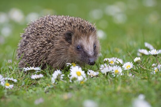 Cute hedgehog, brown-breasted hedgehog (Erinaceus europaeus) in the garden, Vechta, Lower Saxony, Germany